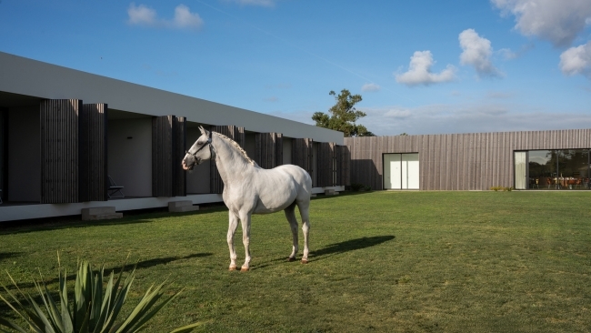 cavalo